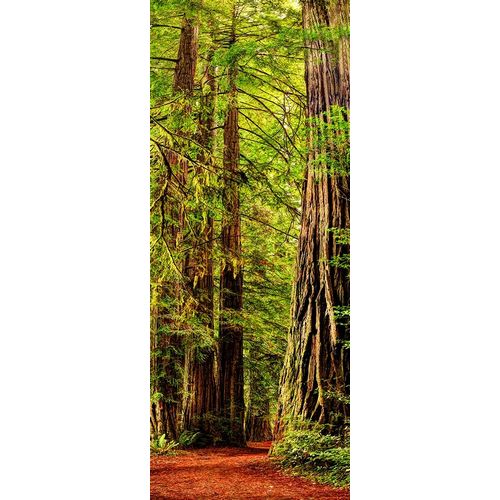 Vertical panoramic of giant Redwood trees in Redwood National Park-California